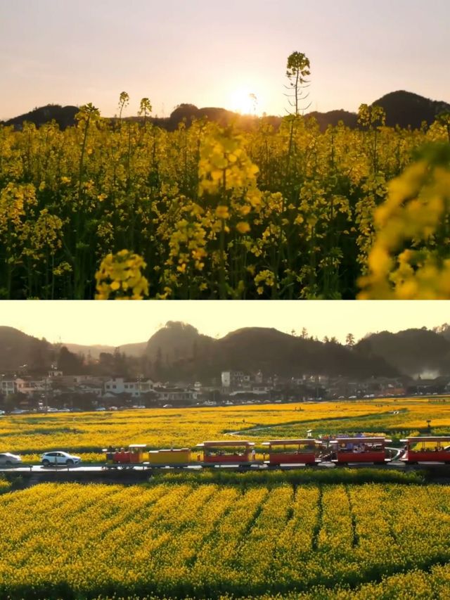 不是平坝/婺源這是離貴陽1h的賞花天堂