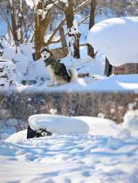 從雪谷穿越雪鄉，正確打開林海雪原的旅行方式