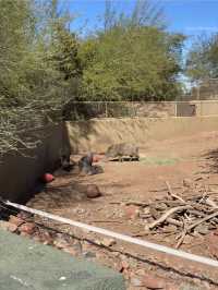Discover the Phoenix Zoo: A Weekend Adventure with Dinosaurs