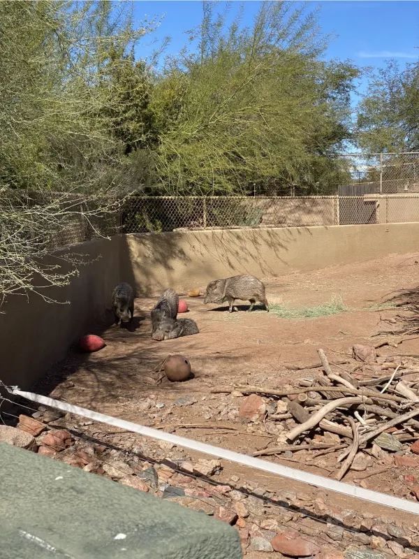 Discover the Phoenix Zoo: A Weekend Adventure with Dinosaurs