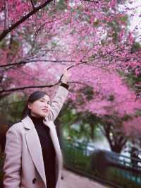 重慶踏青賞梅之彩雲湖