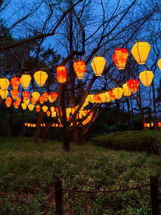 2.14實拍︳白梅居然在夜晚的燈光下好看