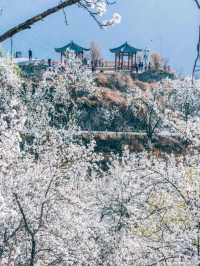 金川梨花，一生必看的春日限定