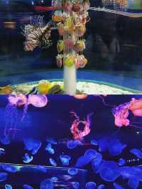 世界最美海洋館？上海海昌是嗎？