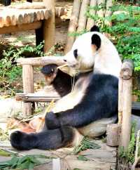 探秘深圳野生動物園，解鎖動物王國新玩法