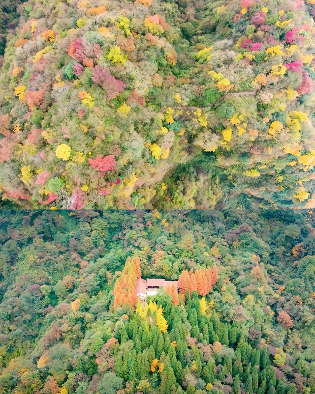7個成都周邊2小時車程賞秋目的地