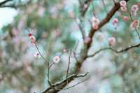 上海世紀公園——共赴梅花的盛宴