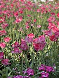 不出國，也能看到的鬱金香花海