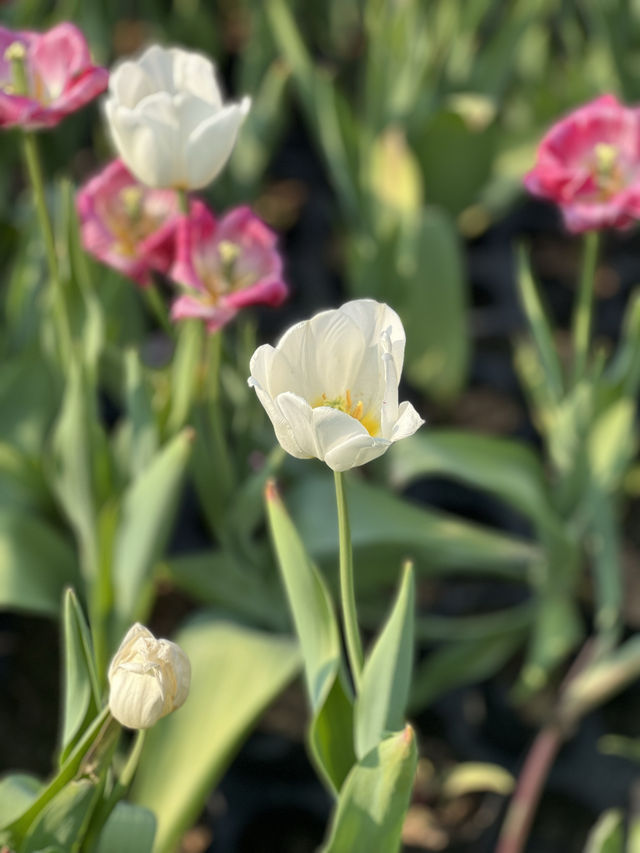 不出國，也能看到的鬱金香花海