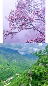 九皇山花溪辛夷花