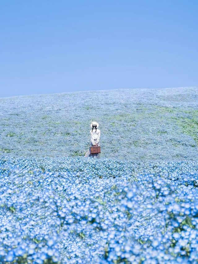 春日浪漫天花板櫻花花火一日遊｜附攻略。