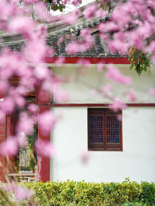 本地人建議，一年至少該來三次青羊宮…