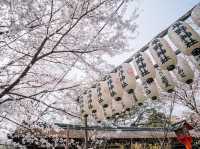 京都小眾賞櫻聖地 | 平野神社