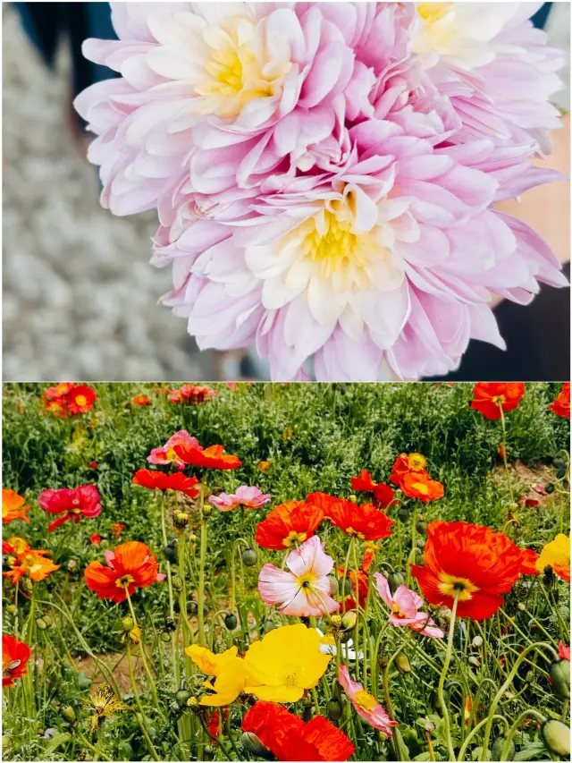 Fuzhou: 8 Days In, Kids Crying to Stay Longer