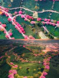 福建龍岩櫻花茶園賞花遊攻略