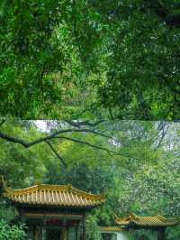 陰雨天的廣州蘭圃真的是人間理想！
