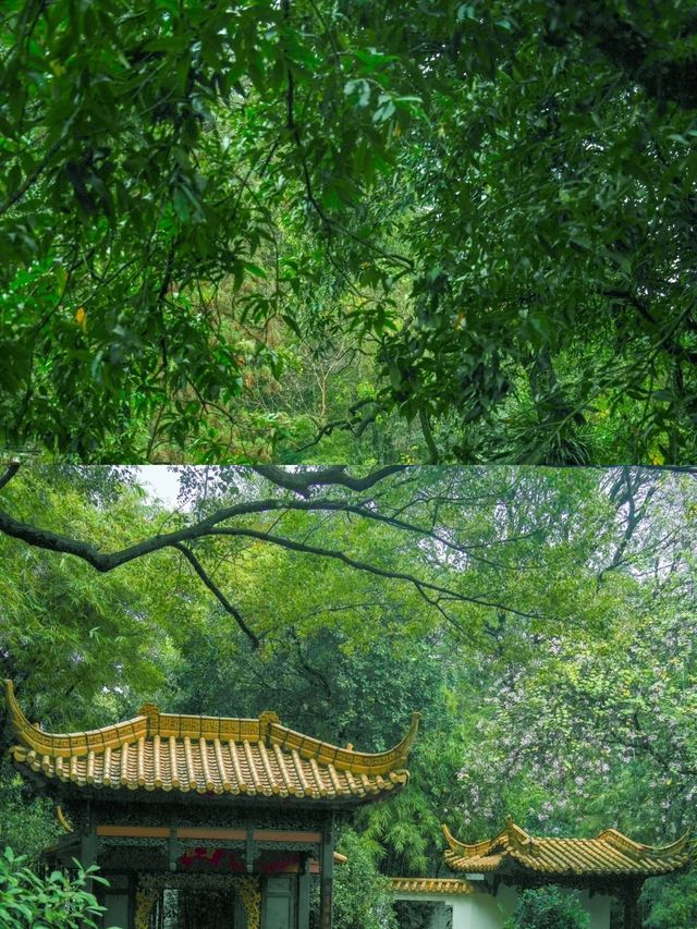 陰雨天的廣州蘭圃真的是人間理想！