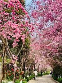 Crabapple blossoms Yu Garden, Kunming