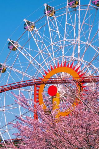 Gimhae Romantic Trip—Encounter Cherry Blossoms and Ancient Gaya