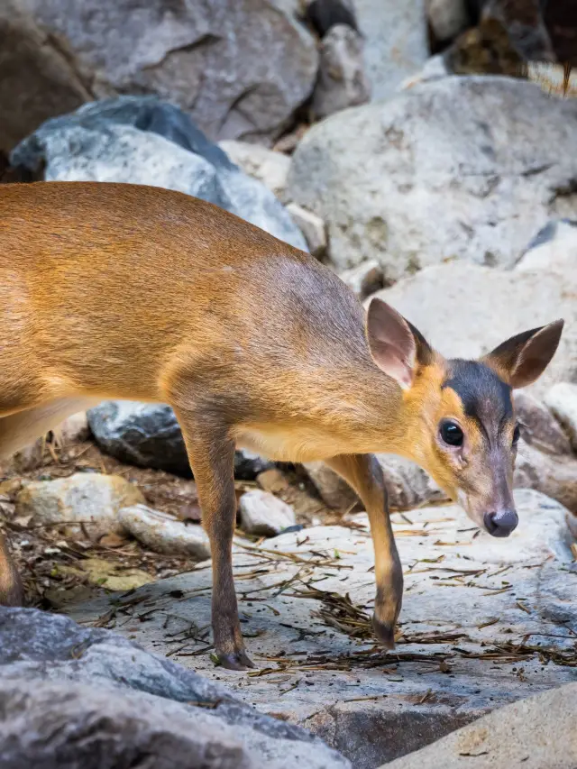 Wuyi Mountain 2-Day Tour: The Perfect Qingming Getaway