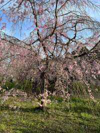 闖進漫畫！3月限定櫻花漫遊🌸 