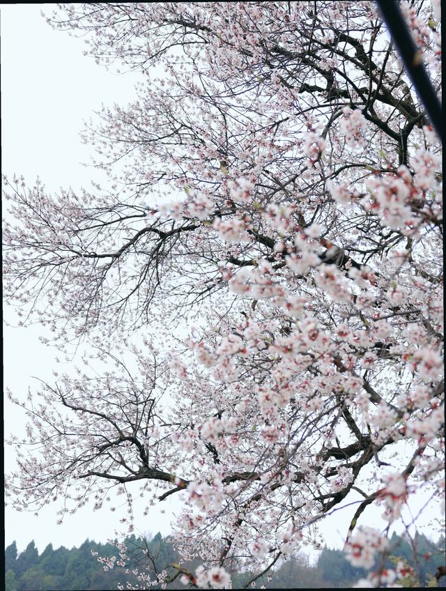 成都周邊｜龍泉山杏花已到盛花期