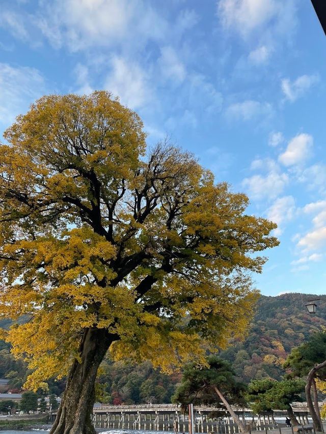 清明節唔宅在家，日本6日暢遊攻略