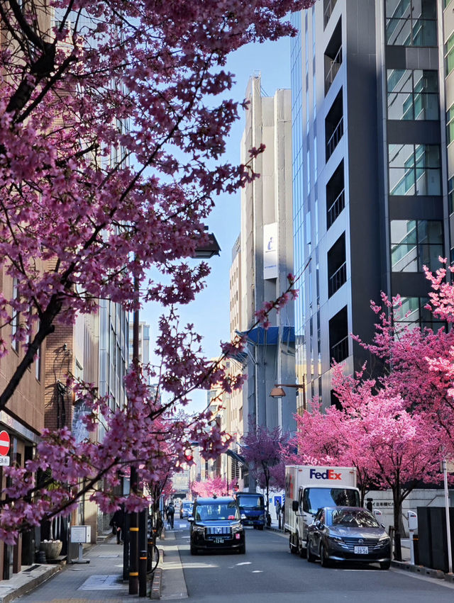 🌸日本橋三越 | 浪漫櫻花已盛大開幕