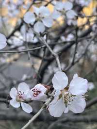 紫竹院賞山桃花～