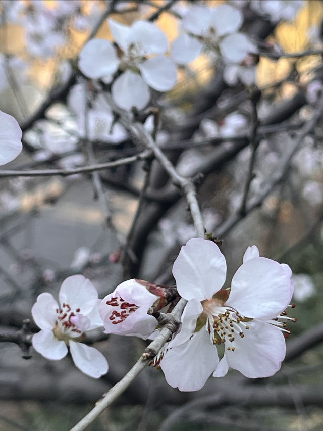 紫竹院賞山桃花～