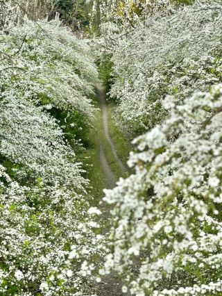 The thalictrum splendens are in bloom!