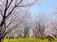 誤入現實版莫奈花園 武漢小眾賞櫻新地標