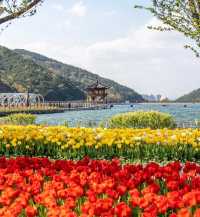 韓國賞鬱金香地圖，4月的浪漫非你莫屬