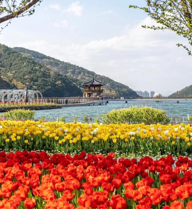 韓國賞鬱金香地圖，4月的浪漫非你莫屬