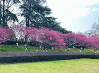 ทะเลสาบซวนอู่ เมืองหนานจิง