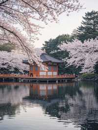 🌸東京上野公園の雲端櫻花季｜避開人潮的絕美打卡攻略🔥