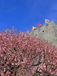 北京明城牆梅花林盛放（附攻略）