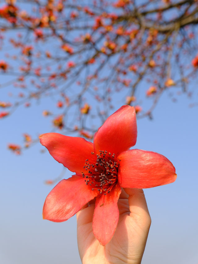 醉美木棉｜紅色蔓延到了廣州喜臨院