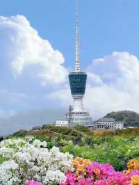 雲端花海 3月梧桐山賞花攻略