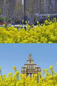 信陽油菜花地圖 | 春日限定的金色浪漫