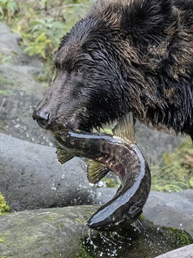 北海道·知床野生棕熊最佳觀測時間揭秘。
