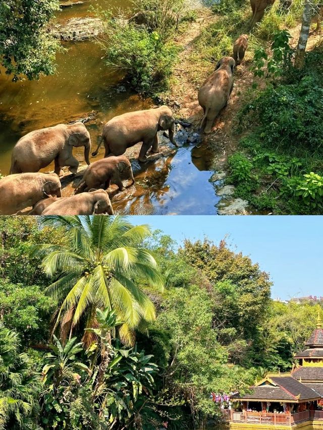 西雙版納輕鬆遊 | 情侶出遊chao合適的旅行