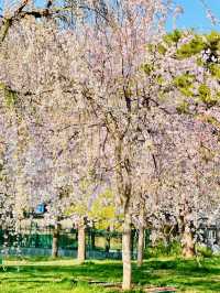 最美櫻花季｜唔使去東京，喺北京玉淵潭都有得睇