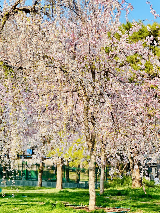 最美櫻花季｜唔使去東京，喺北京玉淵潭都有得睇