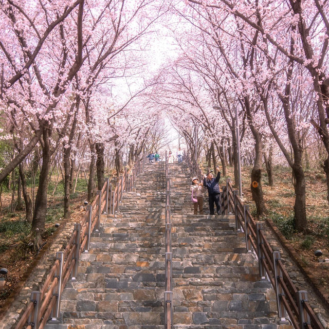 小韓🇰🇷櫻花實況！美到令人窒息