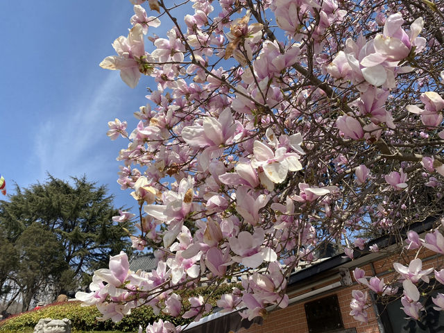 【青島湛山寺】