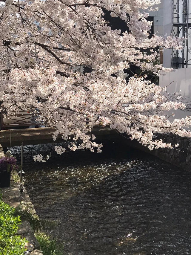 【沖繩櫻花季最全攻略】熱帶海島的粉色浪漫