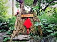 Guilin Botanical Garden: A Verdant Paradise
