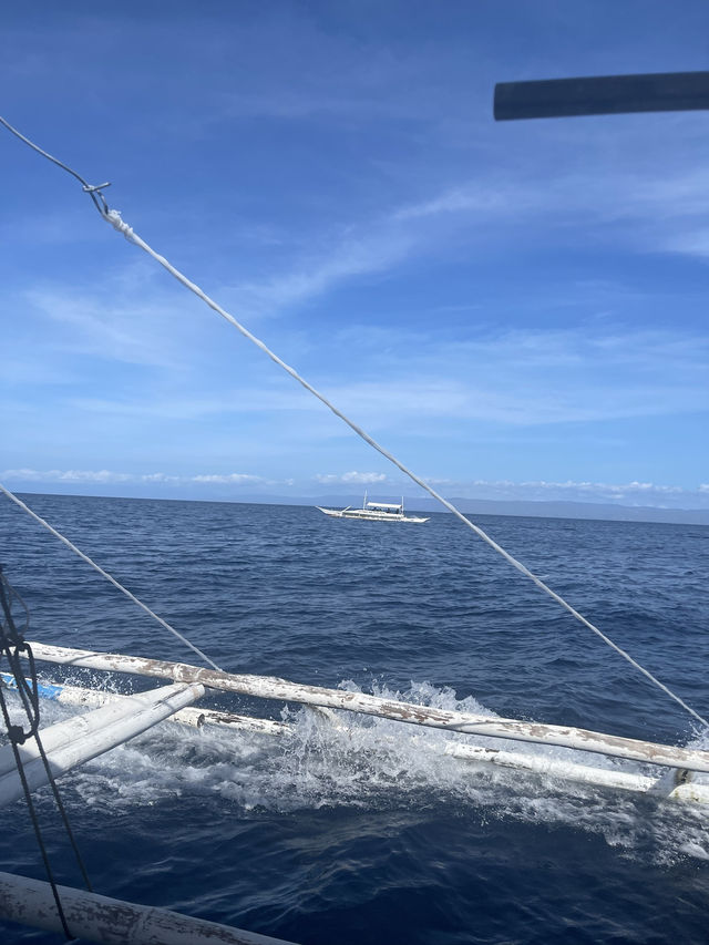 Beach Moments and ✨ Magical Whale Watching in Bohol, Philippines! 🌊