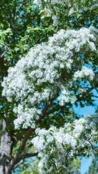五一賞花新地標！海寧50萬㎡奇幻植物王國等你來探